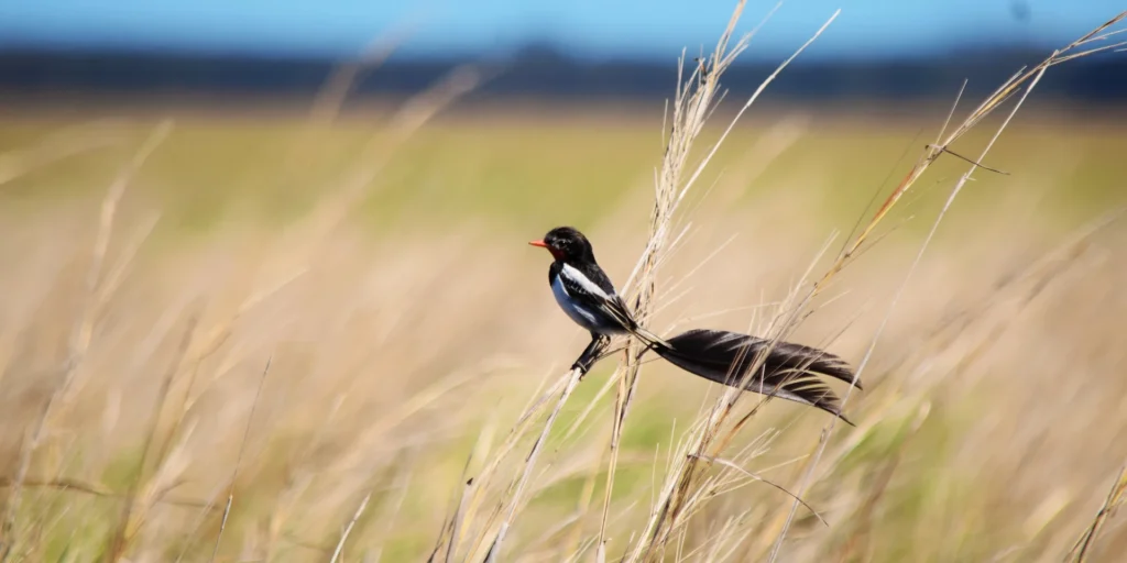 Avistamiento de aves