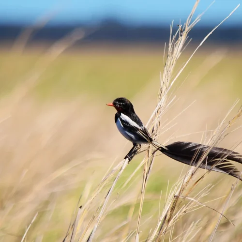 Avistamiento de aves 001