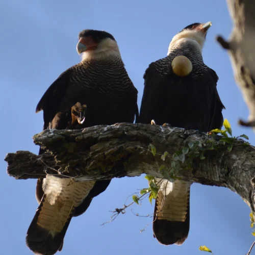 Avistamiento de aves 002