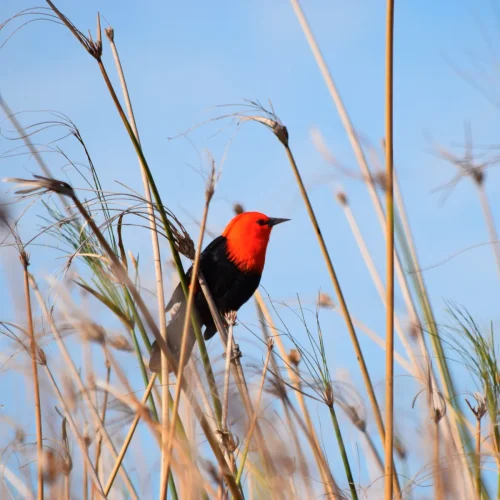 Avistamiento de aves 004